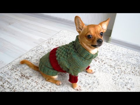 Easy Dog Sweater Knitting Pattern